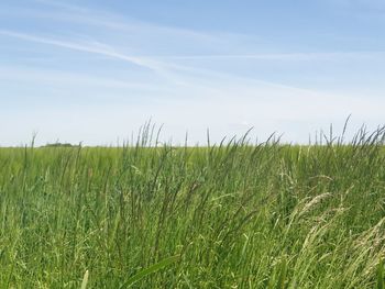 Crops growing on field against sky