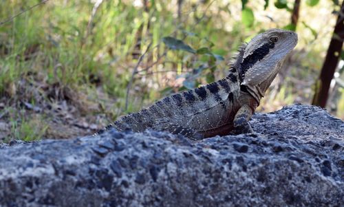 Close-up of an animal