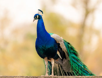 Close-up of peacock