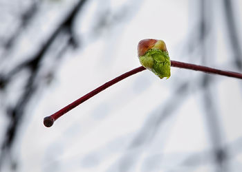 Close-up of flower bud growing outdoors