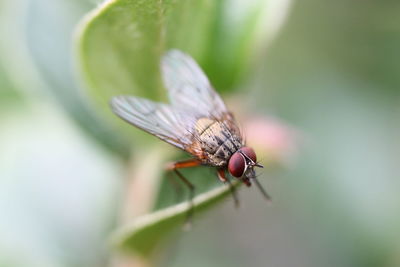 Close-up of fly on plant