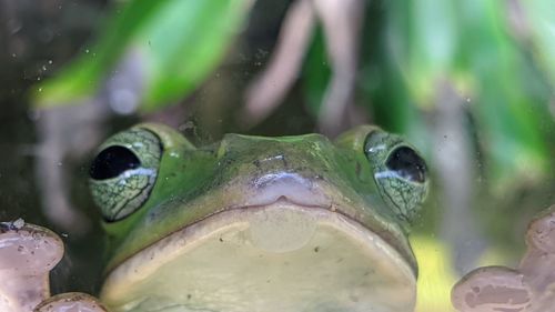 Close-up of frog in water