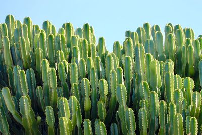 Close-up of fresh cactus plants on field against clear sky