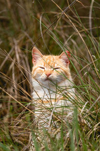 Portrait of cat on field