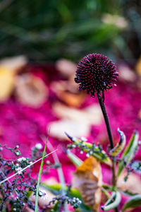 Close-up of flowering plant