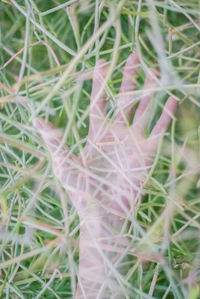 Full frame shot of plants