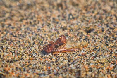 High angle view of insect on sand