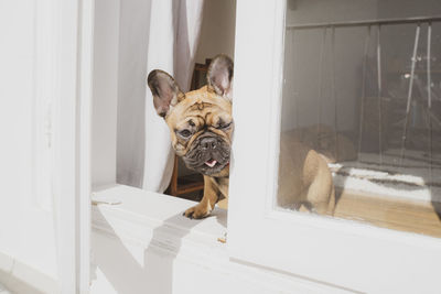 Portrait of a dog sitting on window