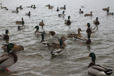 Ducks in water