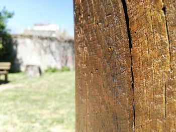 Close-up of lizard on tree trunk