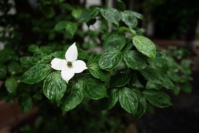 Close-up of wet rose plant