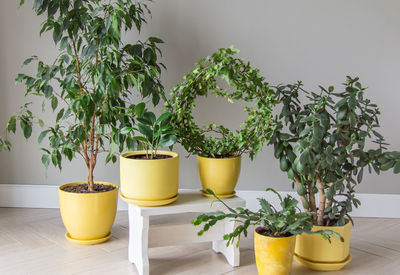 The stylish space is filled with a variety of modern green plants in yellow pots modern home garden