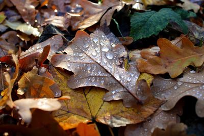 Close-up of wet maple leaves