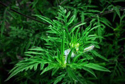 Close-up of fresh green plants