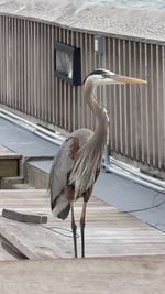 Gray heron perching on railing against building