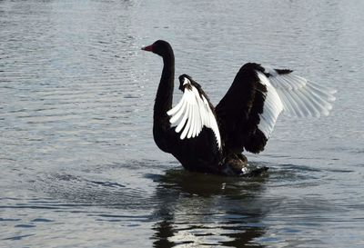 Duck swimming in lake