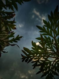 Low angle view of wet tree against sky