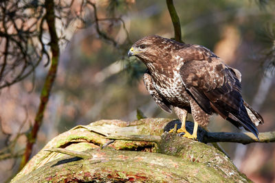 Buzzard standing on thick branch of pine tree spying for prey