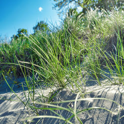 Close-up of grass growing on field