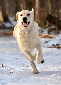 Portrait of golden retriever running on snow covered landscape