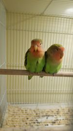 Close-up of parrot in cage