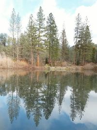 Reflection of trees in calm lake