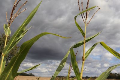 Close-up of grass growing on field against sky