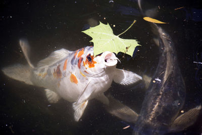 Close-up of fish swimming in sea