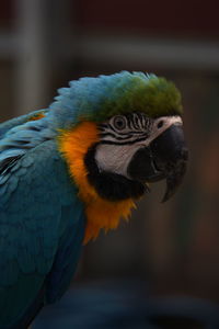 Close-up of a parrot