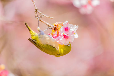 Close-up of bird perching on cherry blossom