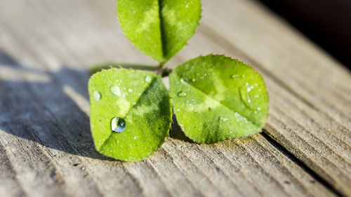 Close-up of green leaves on table