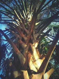 Low angle view of tree against sky