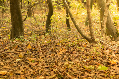 Close-up of tree in forest