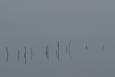 Reflection of trees in calm lake