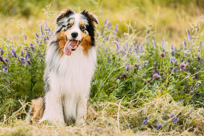 Portrait of dog on field