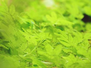 Full frame shot of fresh green leaves on field