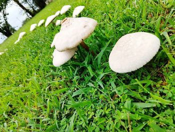 Close-up of mushroom growing on field