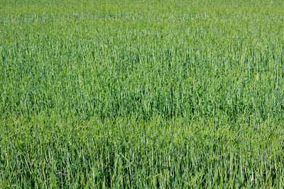 Full frame shot of green field