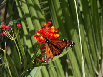 Close-up of butterfly pollinating on flower