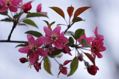 Close-up of pink cherry blossoms