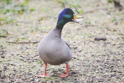 Close-up of bird perching on a field