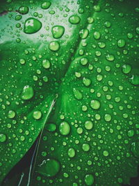 Close-up of raindrops on leaves