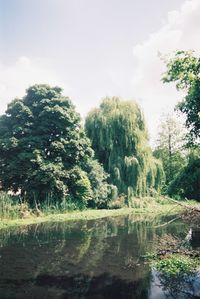 Scenic view of forest against sky