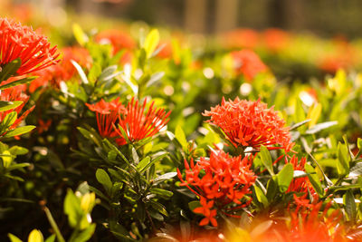 Close-up of red flowering plants