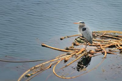 Close-up of bird perching on lake