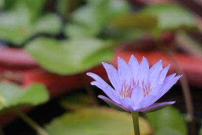 Close-up of purple water lily