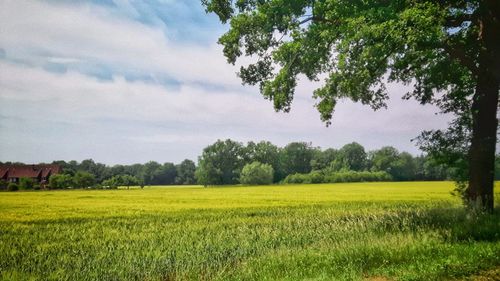 Scenic view of agricultural field against sky