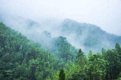 Trees in forest against sky