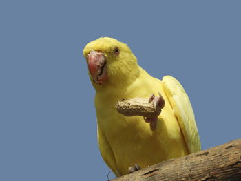 Low angle view of parrot perching on rock against clear blue sky