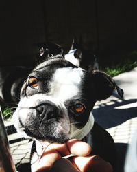 Close-up of hand with dog